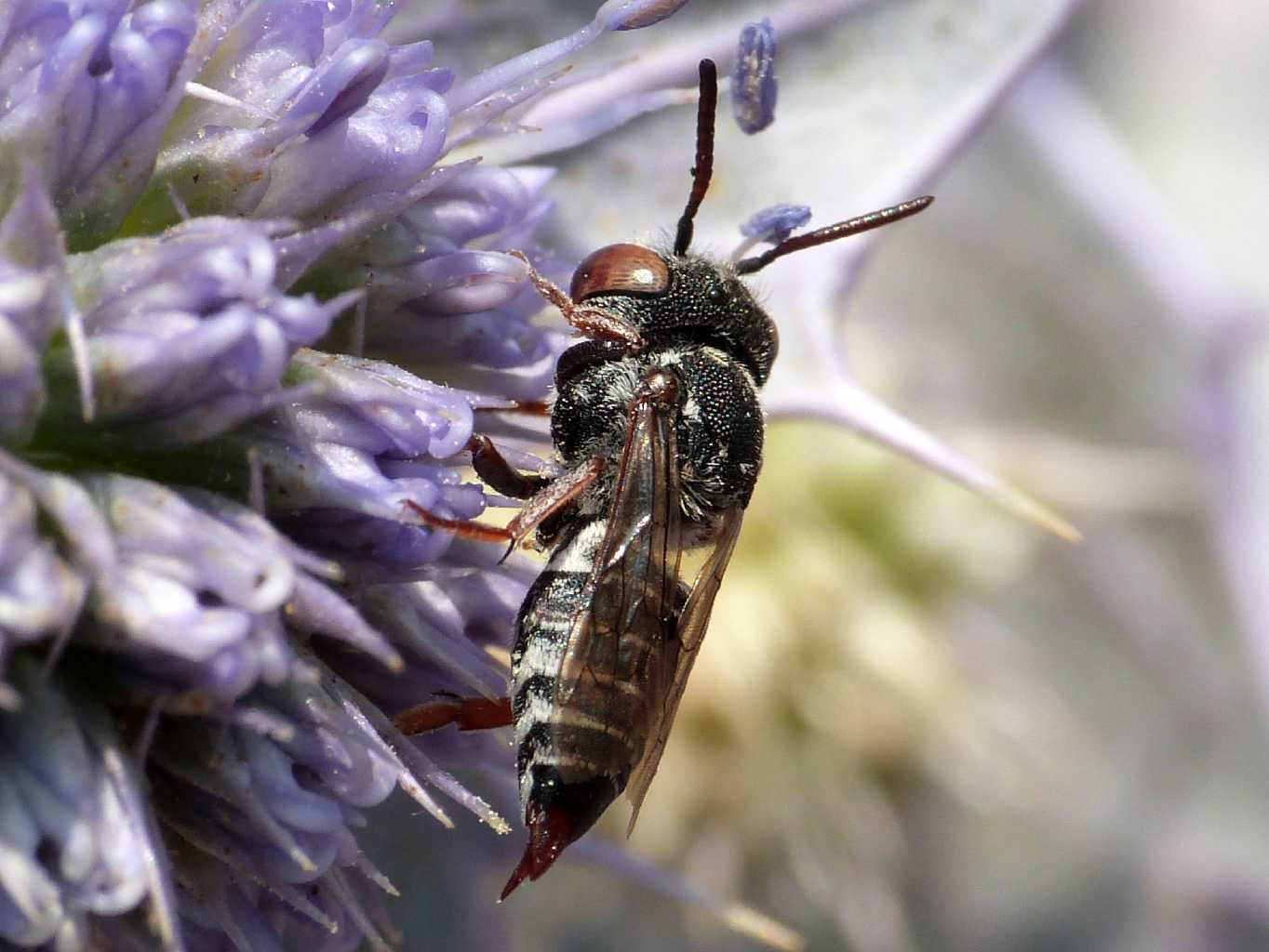 Coelioxys sp. femmina e maschio e accoppiamento